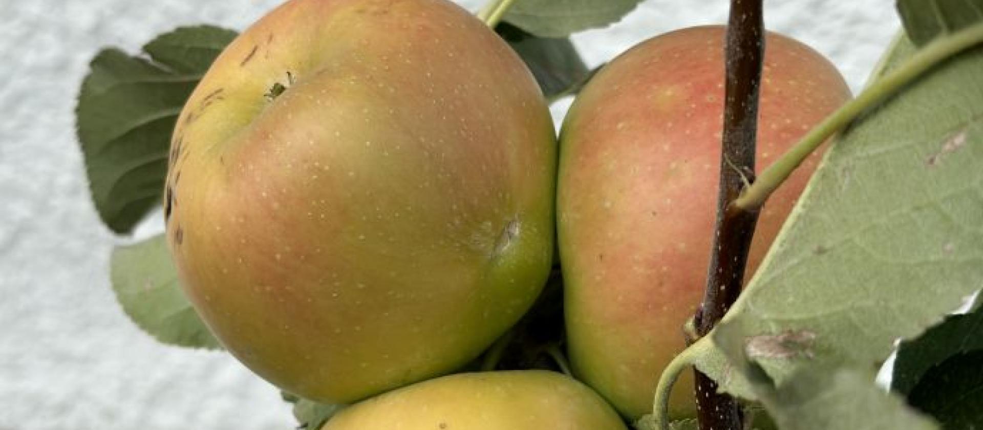 Apfelbaum
