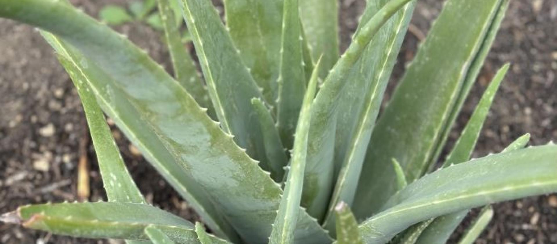 Echte Aloe