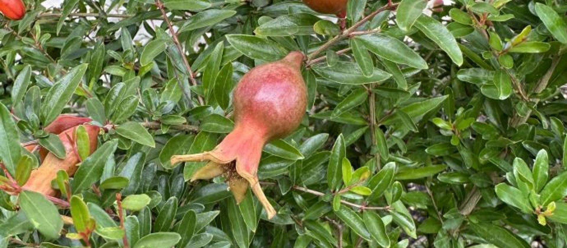 Granatapfel