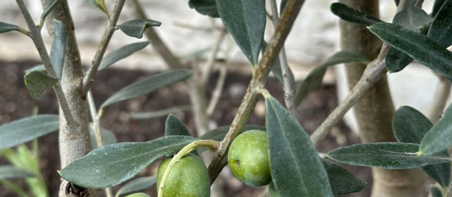 Olivenbaum