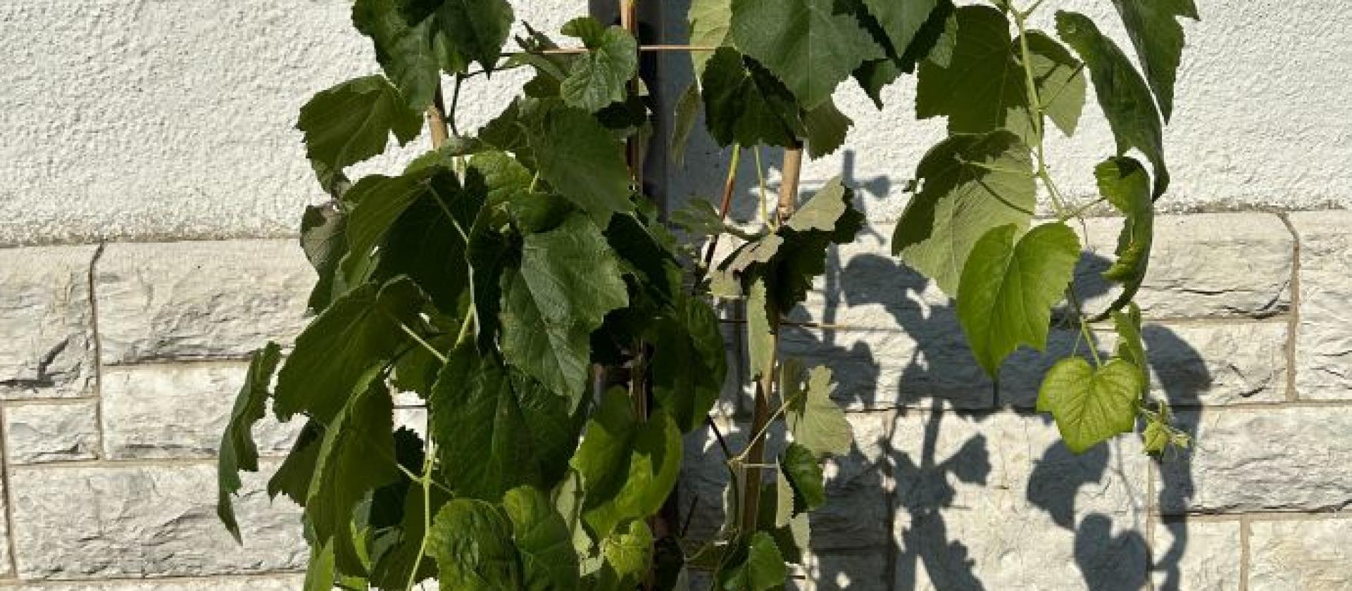 Weinrebe