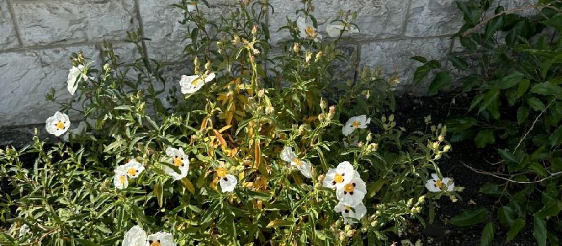 Zistrose
