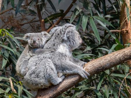 Kinderausflug in den Zoo Zürich
